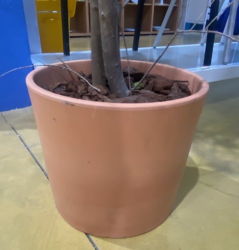 Macetero barro arbol olivo